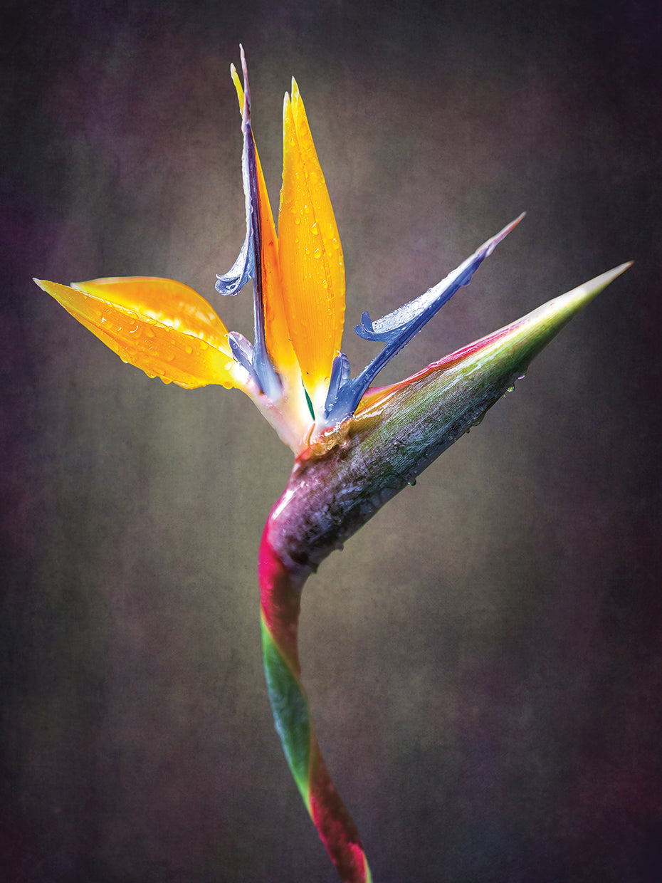 Arte de la lona del orgullo tropical del pájaro del paraíso