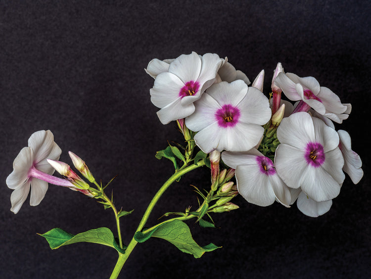 Pink Phlox Convergence