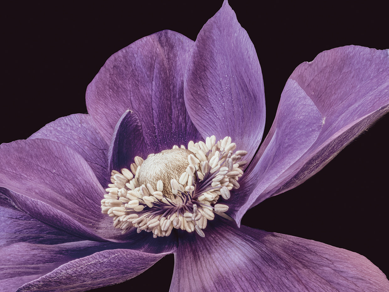 Amethyst Anemone