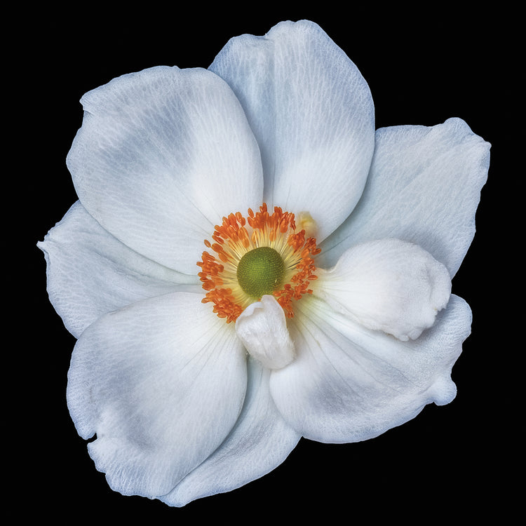 Lienzo de anémona de satén blanco