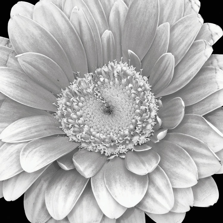 Arte de la lona de la margarita de Gerbera de la soledad de plata