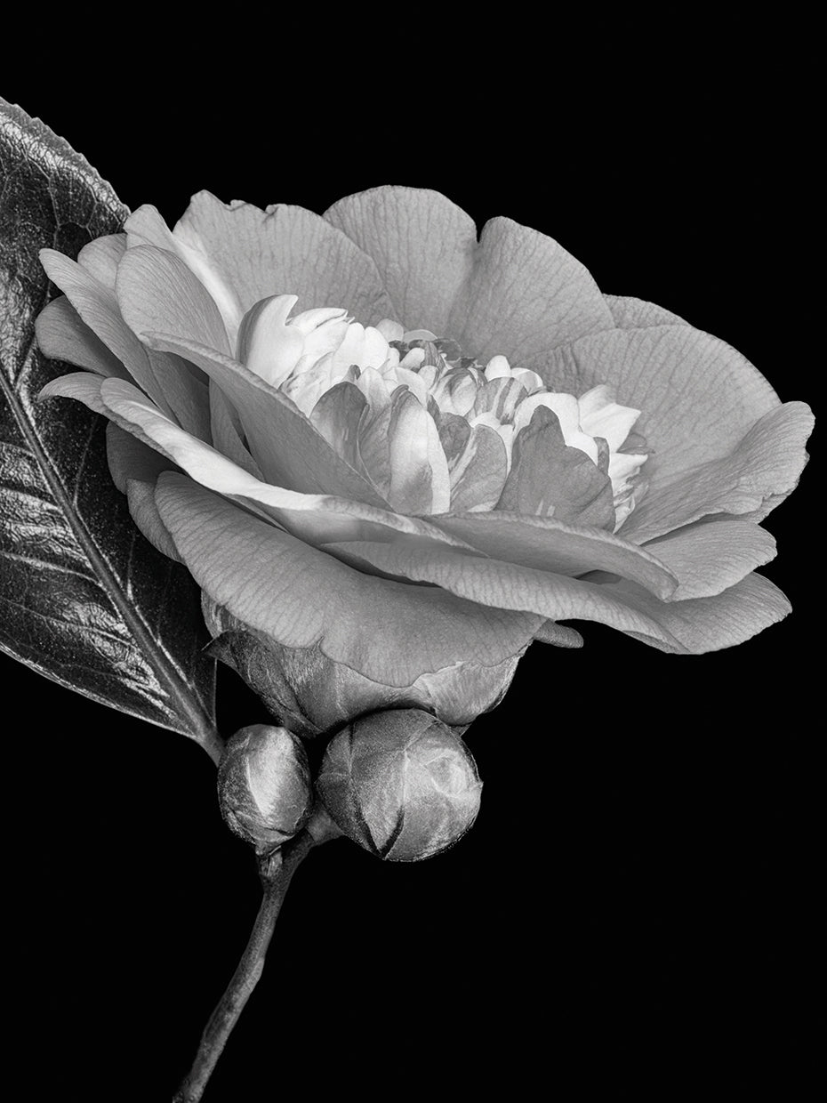 Calming Grey Camellia