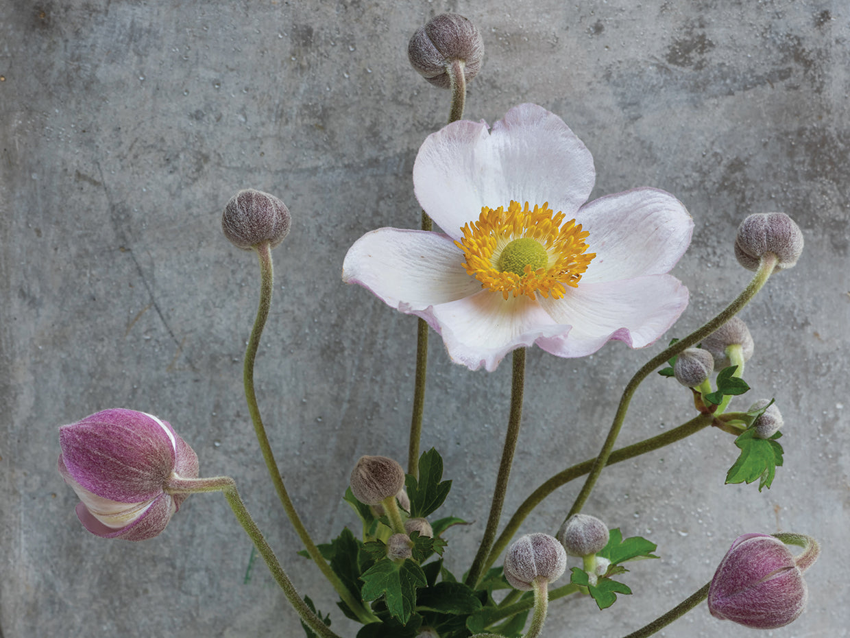 Autumn Anemones