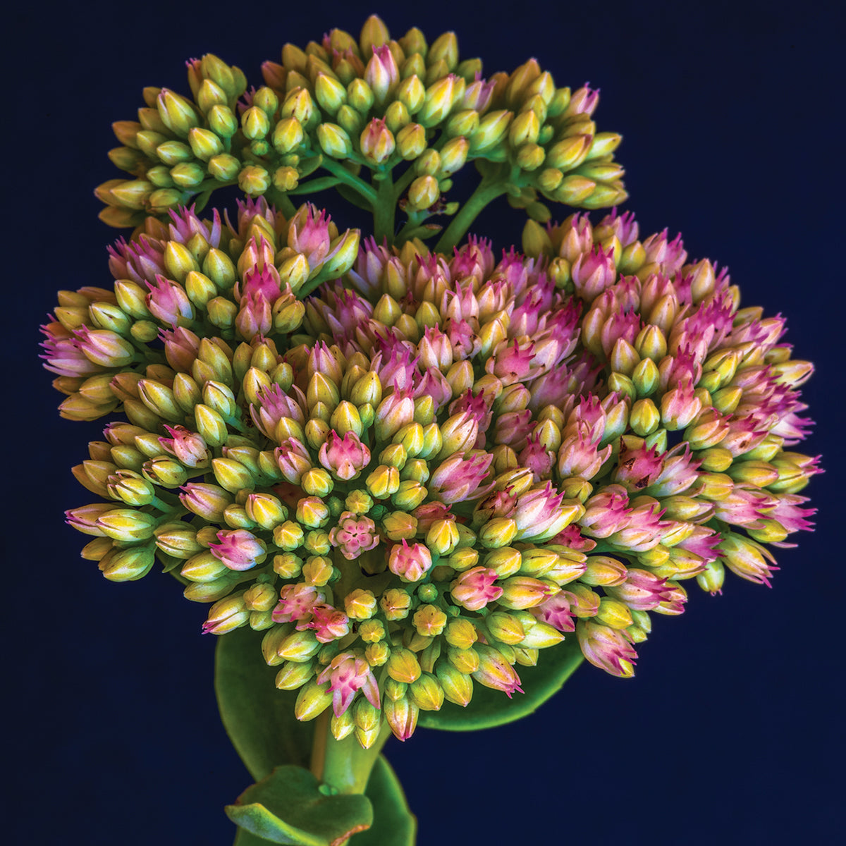 Rainbow of Blossom Buds