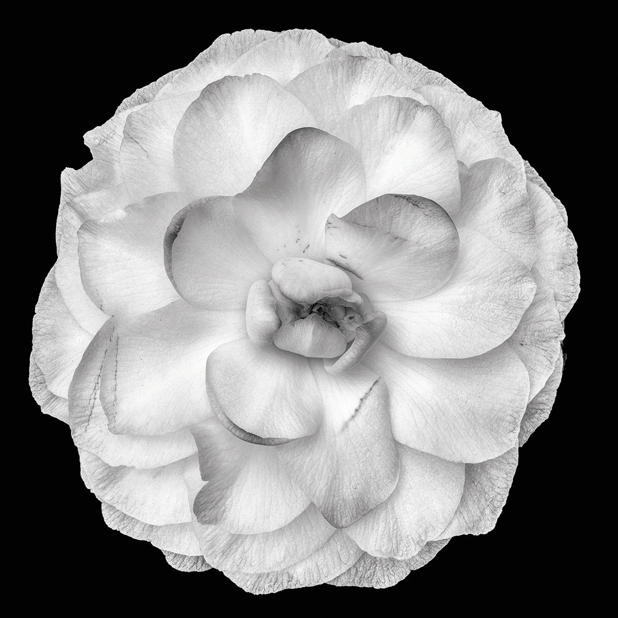 Arte de lienzo de camelia plateada en solitario