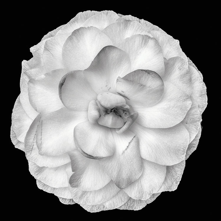 Arte de lienzo de camelia plateada en solitario