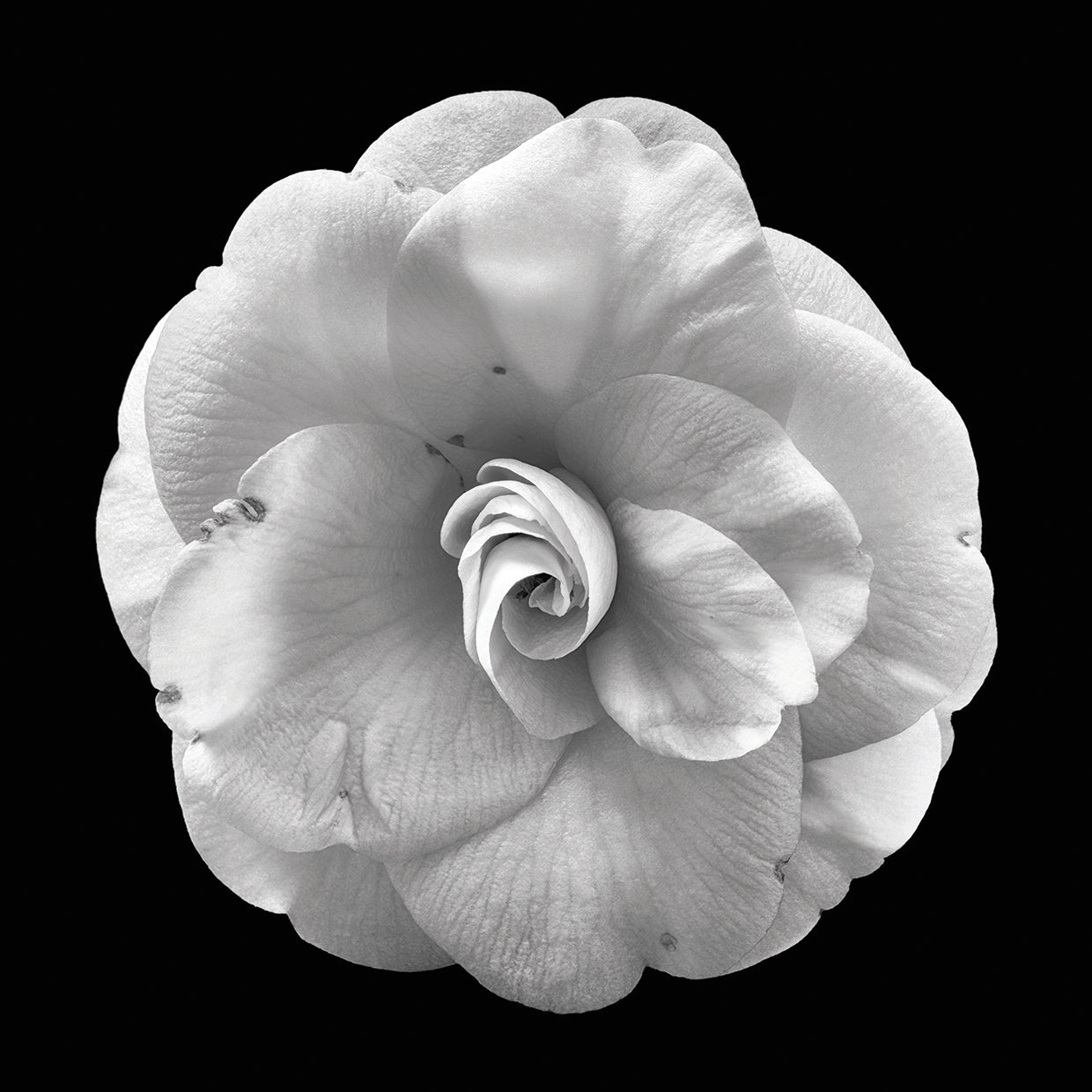 Arte de lienzo de camelia rizada blanca