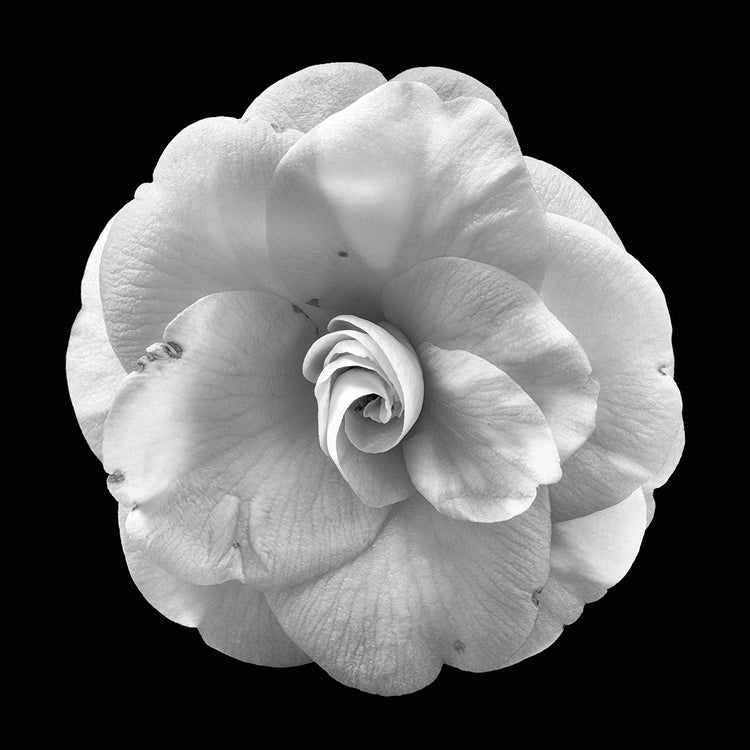 Arte de lienzo de camelia rizada blanca