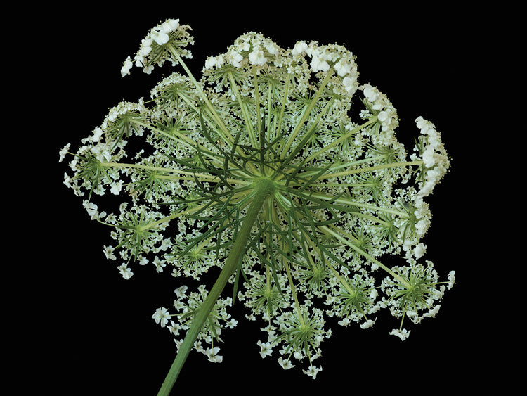Wild Crazy Carrot Blossom
