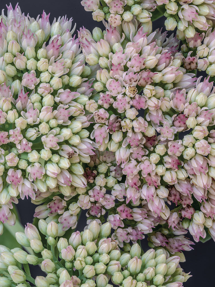 Arte en lienzo de Blooming Bud Whispers
