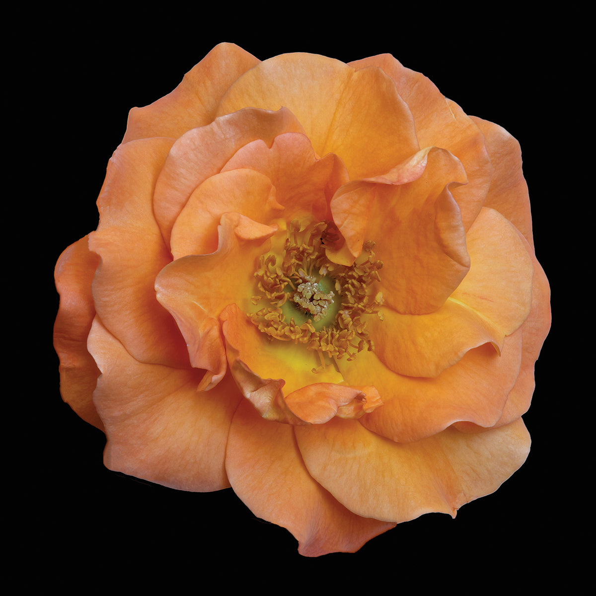 Orange Sherbet Rose Petals