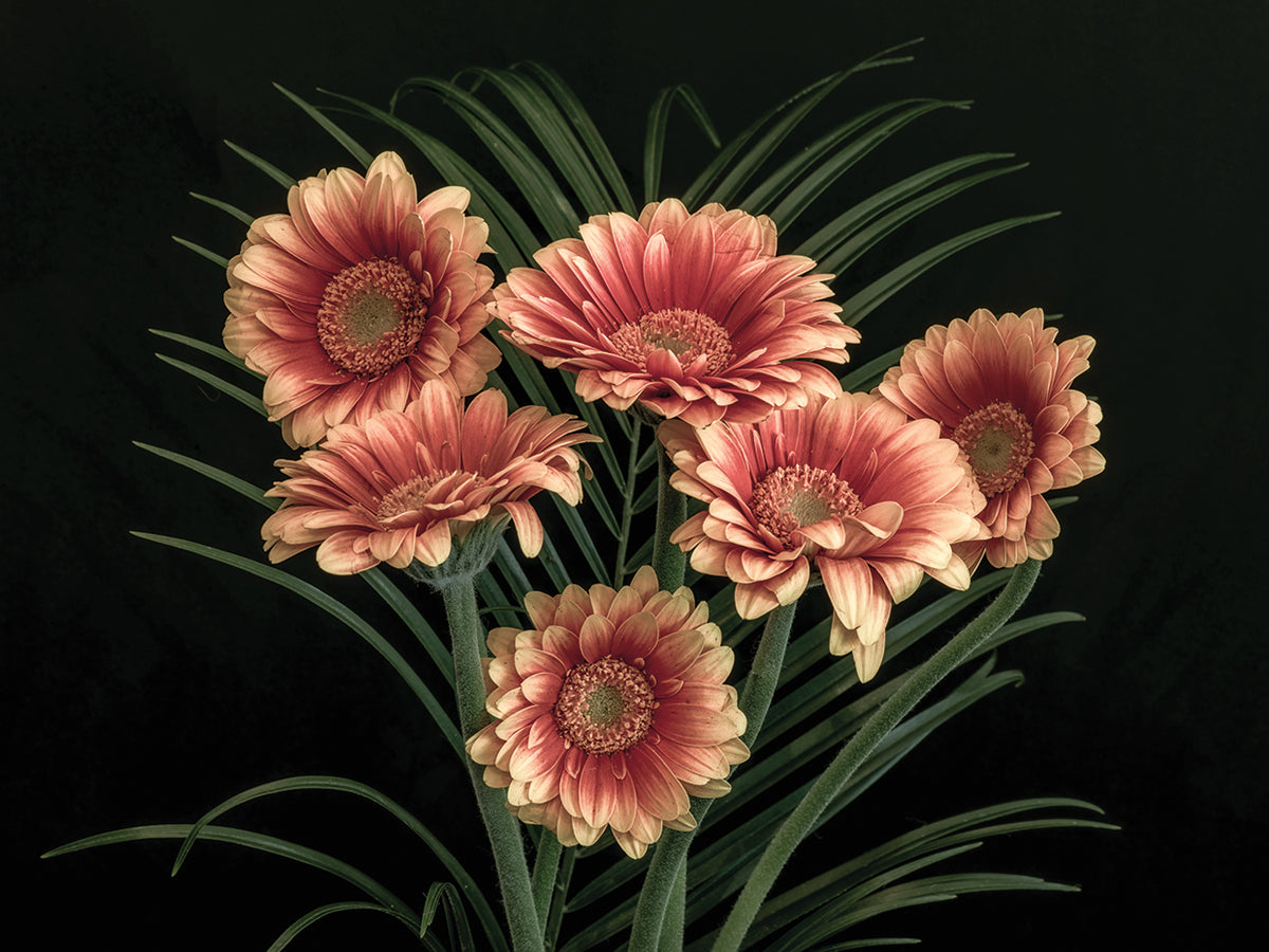 Give Me Some Gerberas