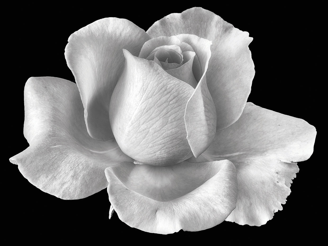 Rose in Silver Refinement