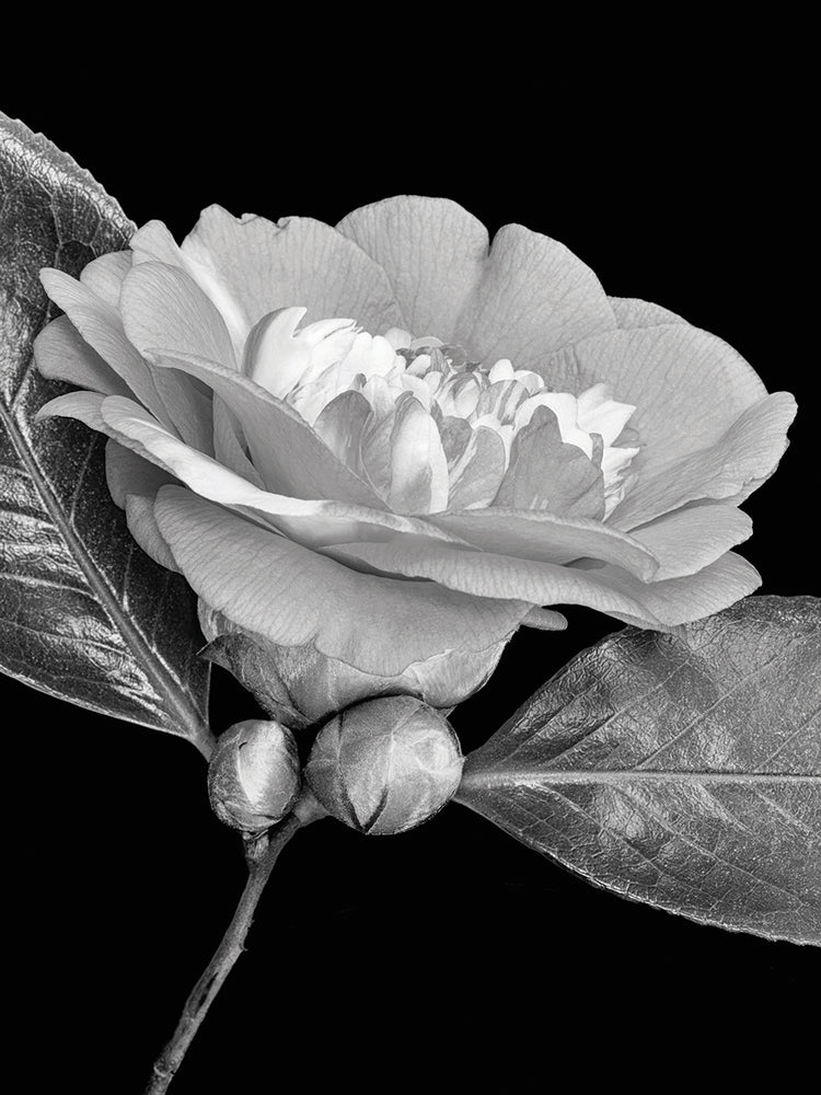 Arte de lienzo brillante Glam Camellia