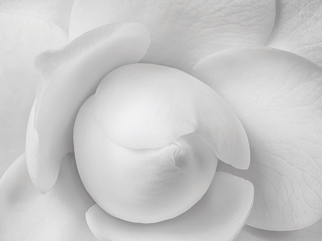 First Frost Camellia