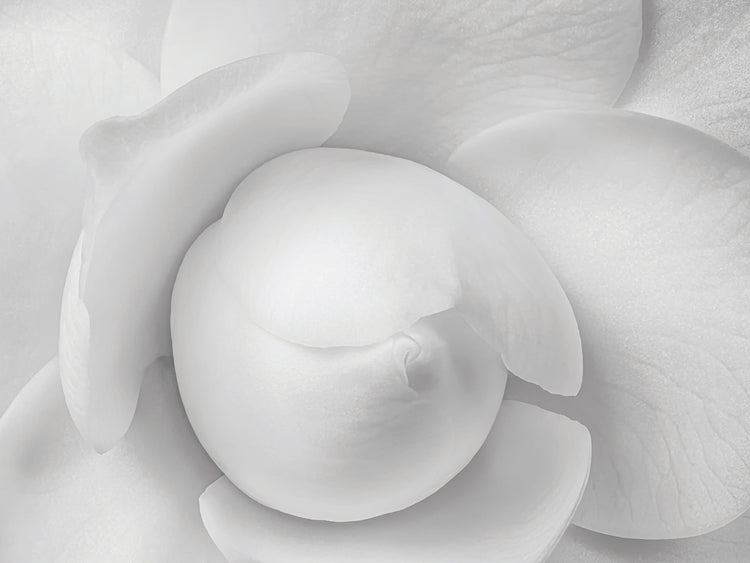 Primera escarcha camelia lienzo arte
