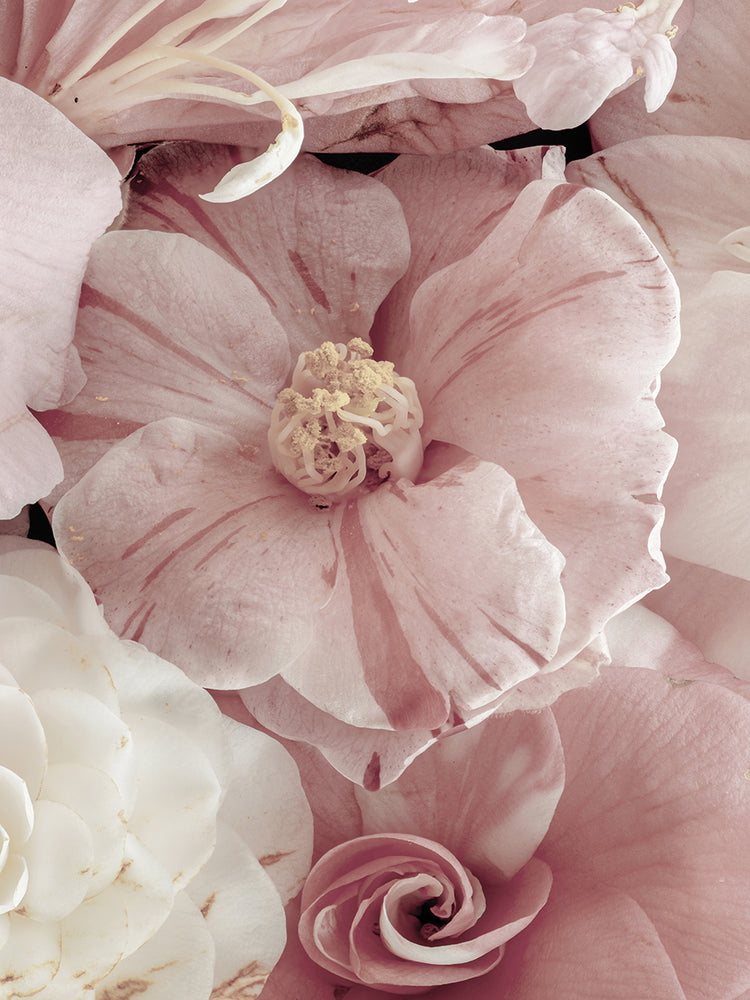 Arte de la lona de la camelia de la crema de la fresa