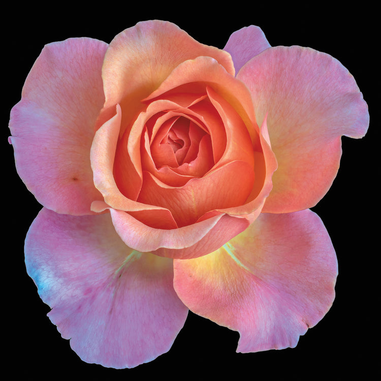 Arte de la lona de Rosewater Orange Rose