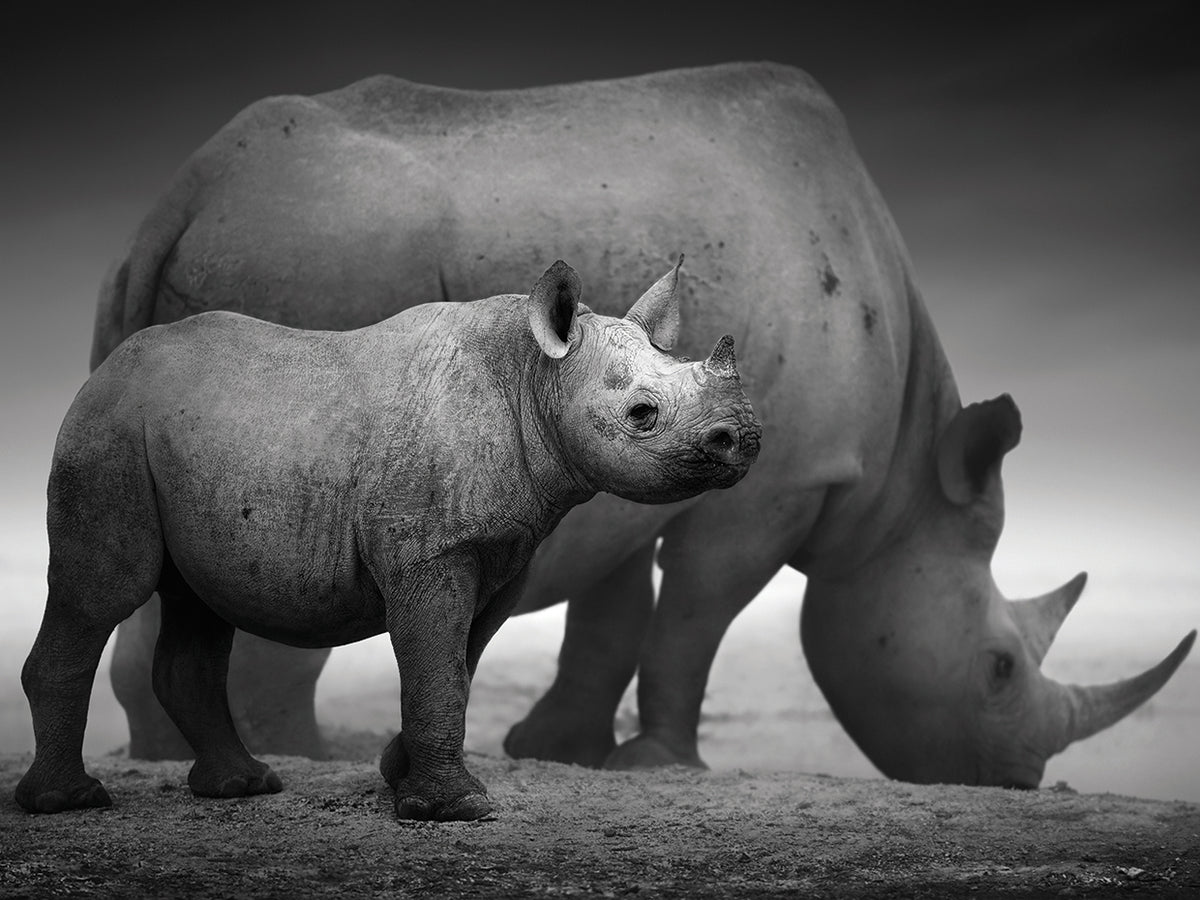 Rhinos By My Side