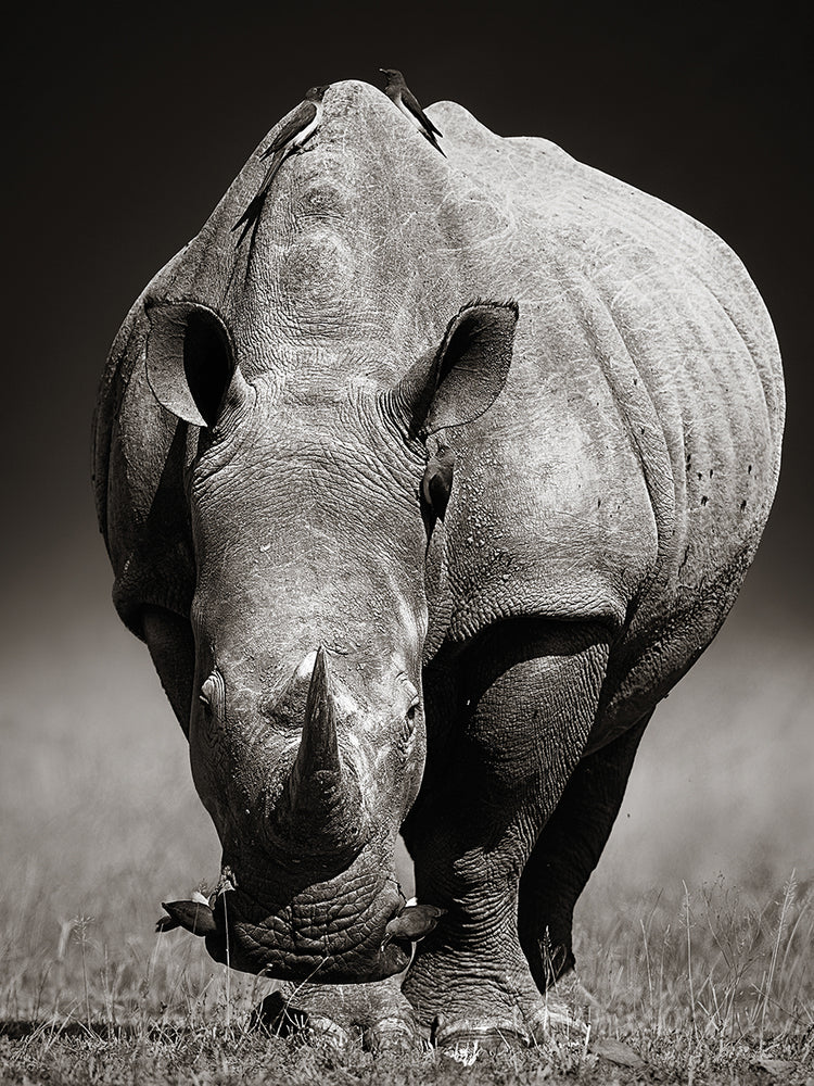 R es para Rhino Canvas Art