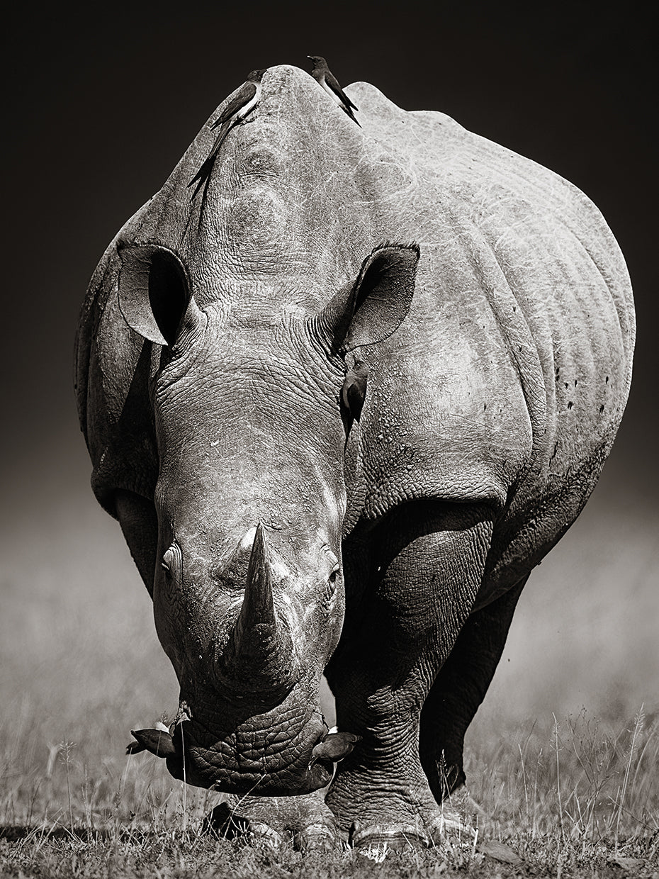 R es para Rhino Canvas Art