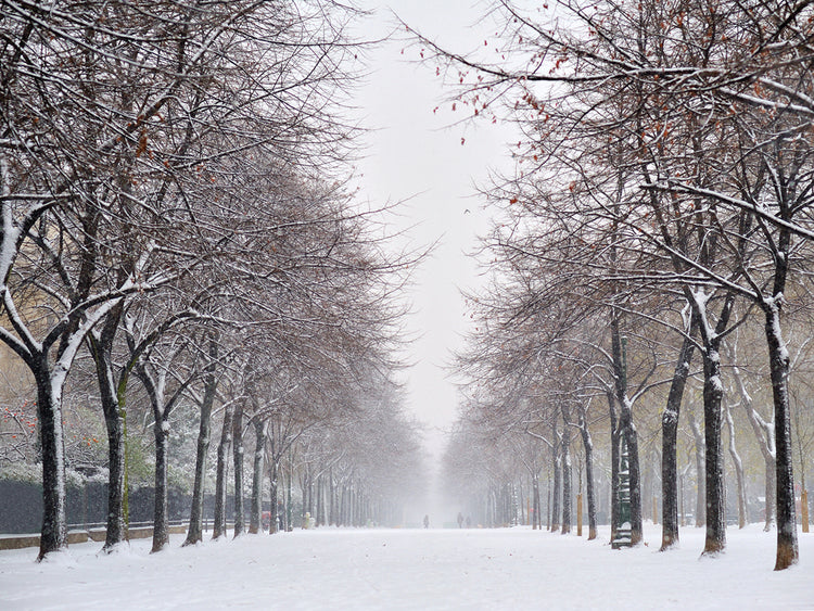 Snowy Parisian Path