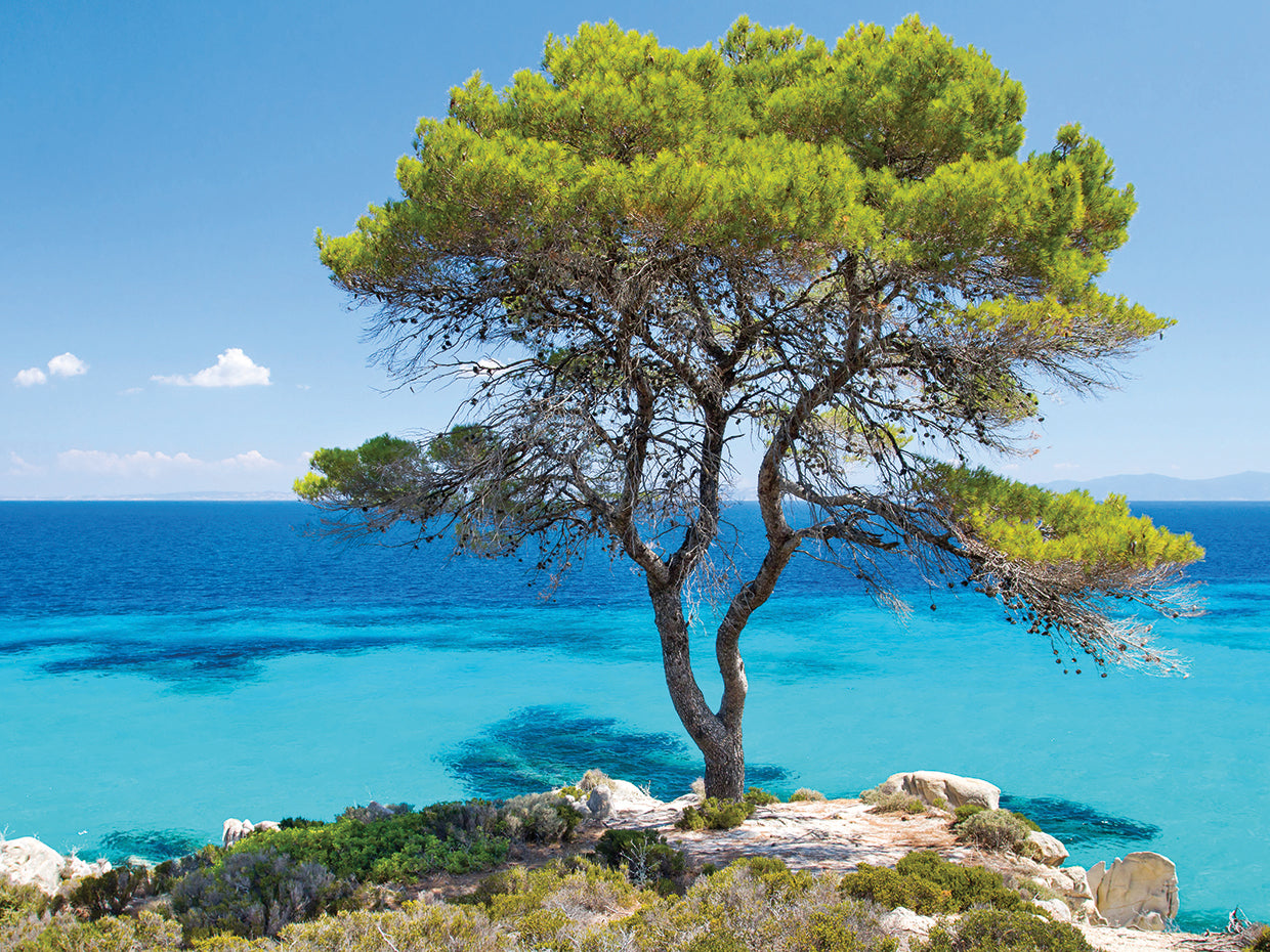 Sunny Greece Pine Point