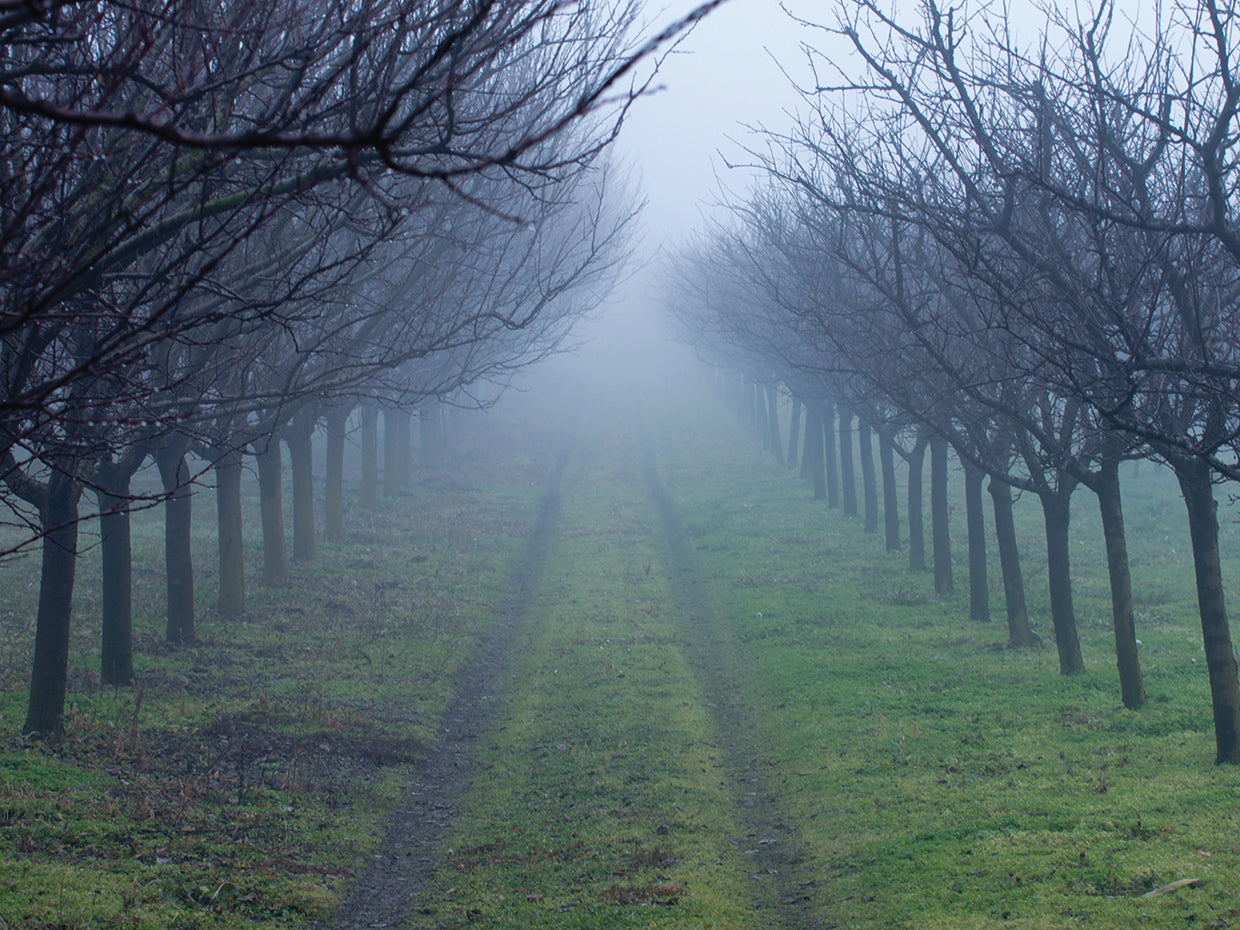 Foggy Orchard Lane