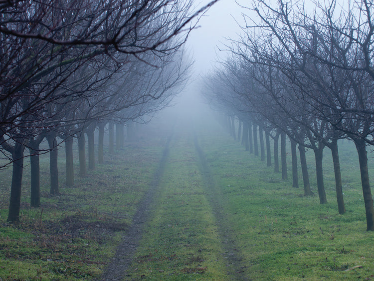Arte de la lona de Foggy Orchard Lane