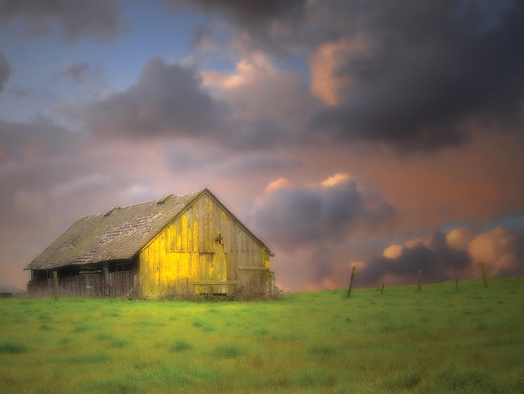 Purple Storm Golden Barn