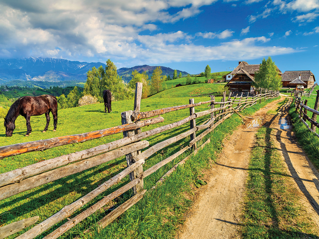 Summer Meadow Grazing