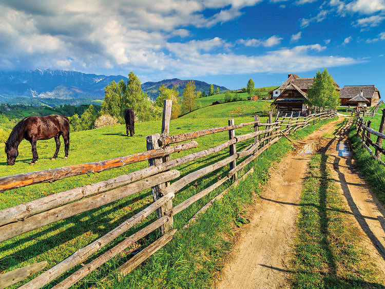 Summer Meadow Grazing