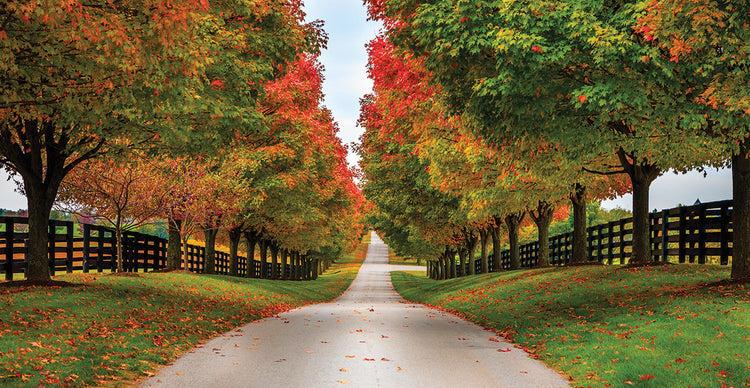 Kentucky Horse Farms Lane