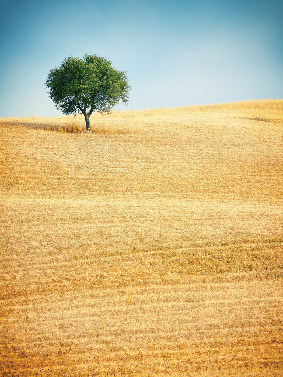 Tuscan Tree Amber Hill