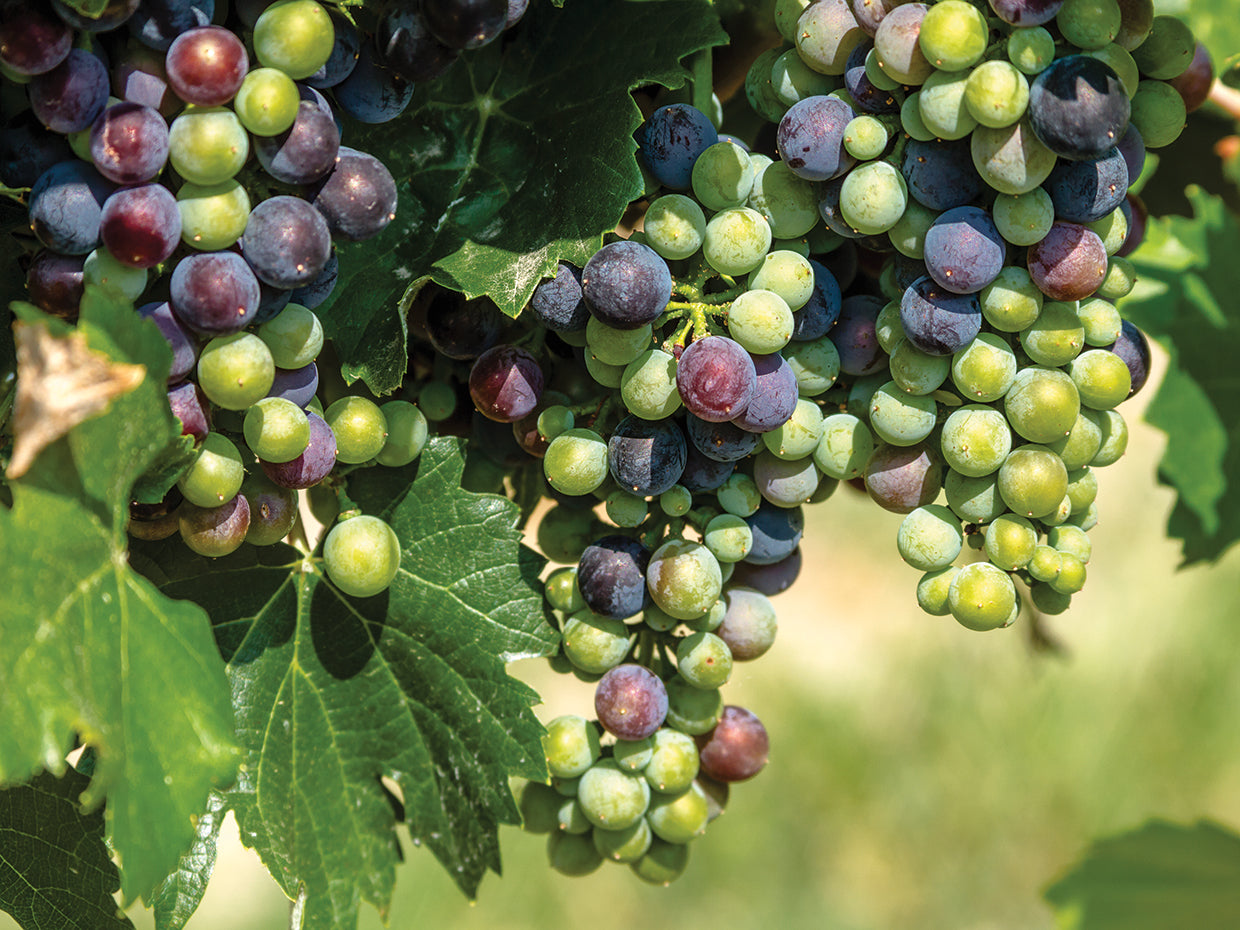 So Ready for Wine Grapes