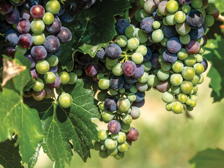 Tan listo para el arte de la lona de las uvas de vino