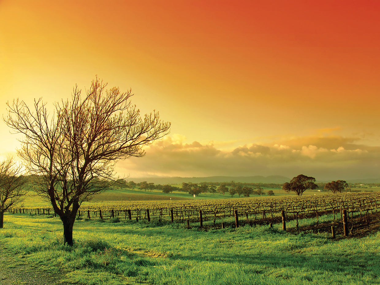 Mango Morning Vineyard Sunrise