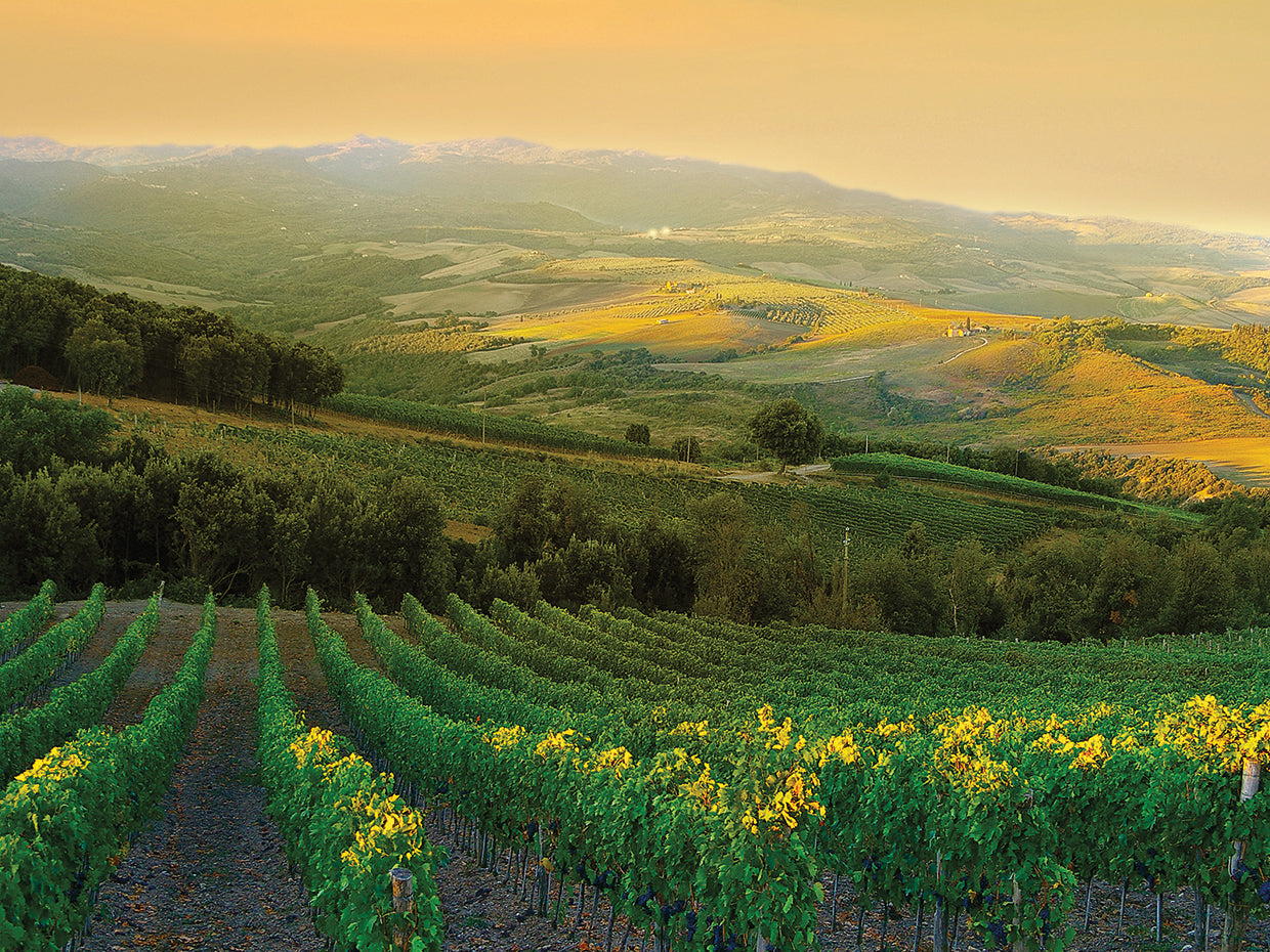 Tuscany Rows of Chianti