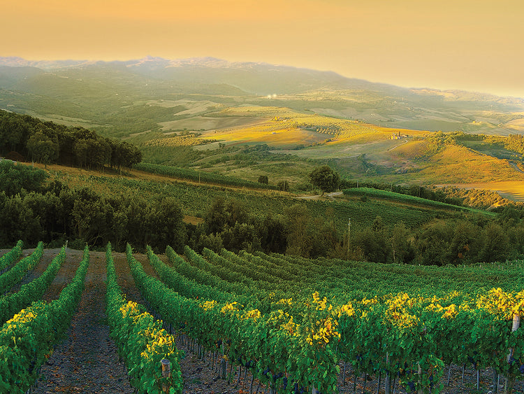 Tuscany Rows of Chianti
