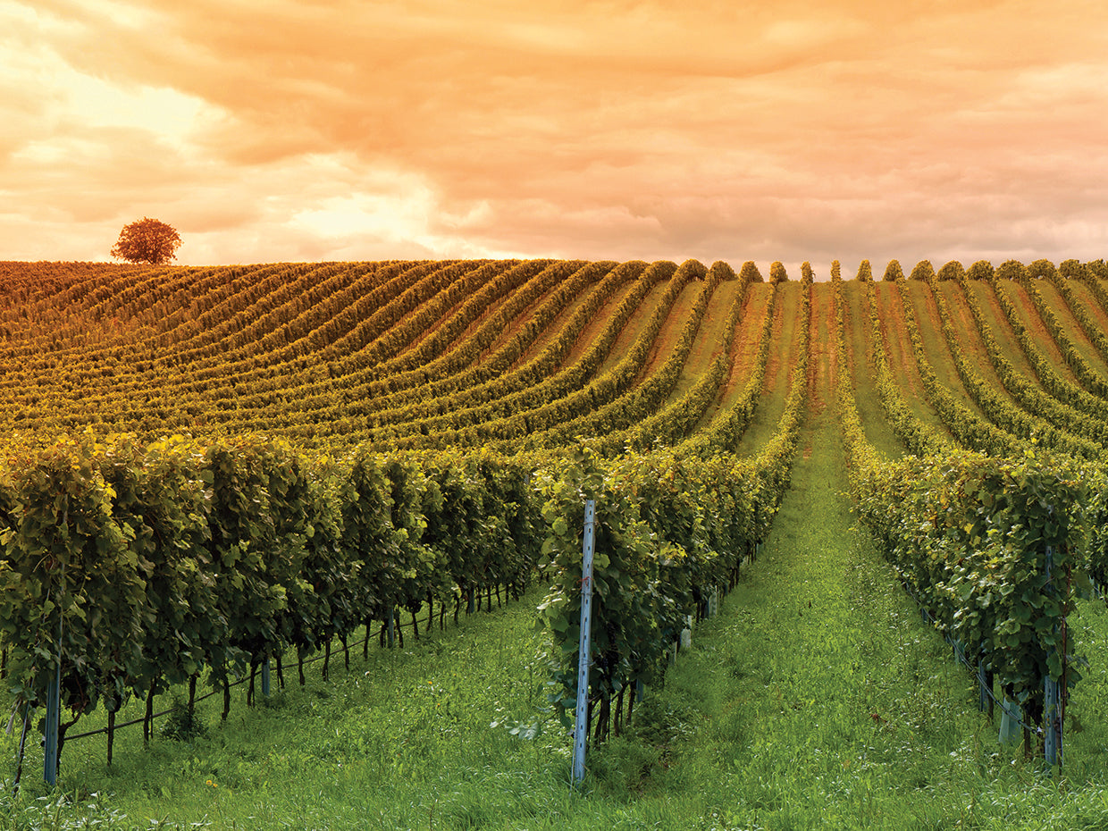 Harvest Time Grape Lanes