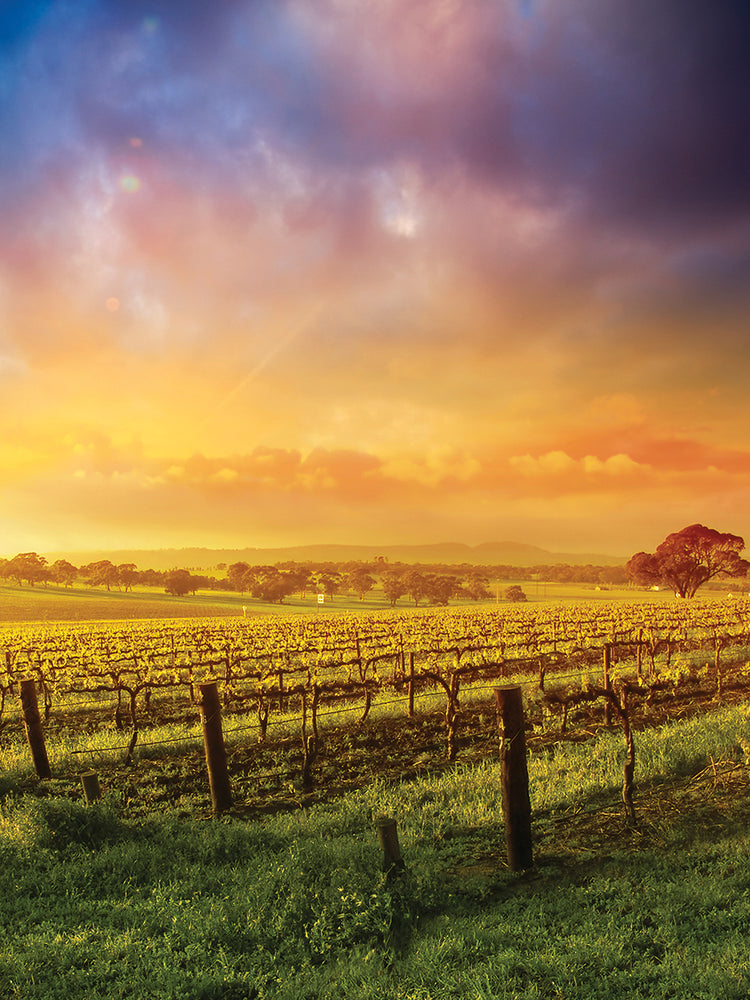 Arte de la lona de la salida del sol del país del vino de Australia