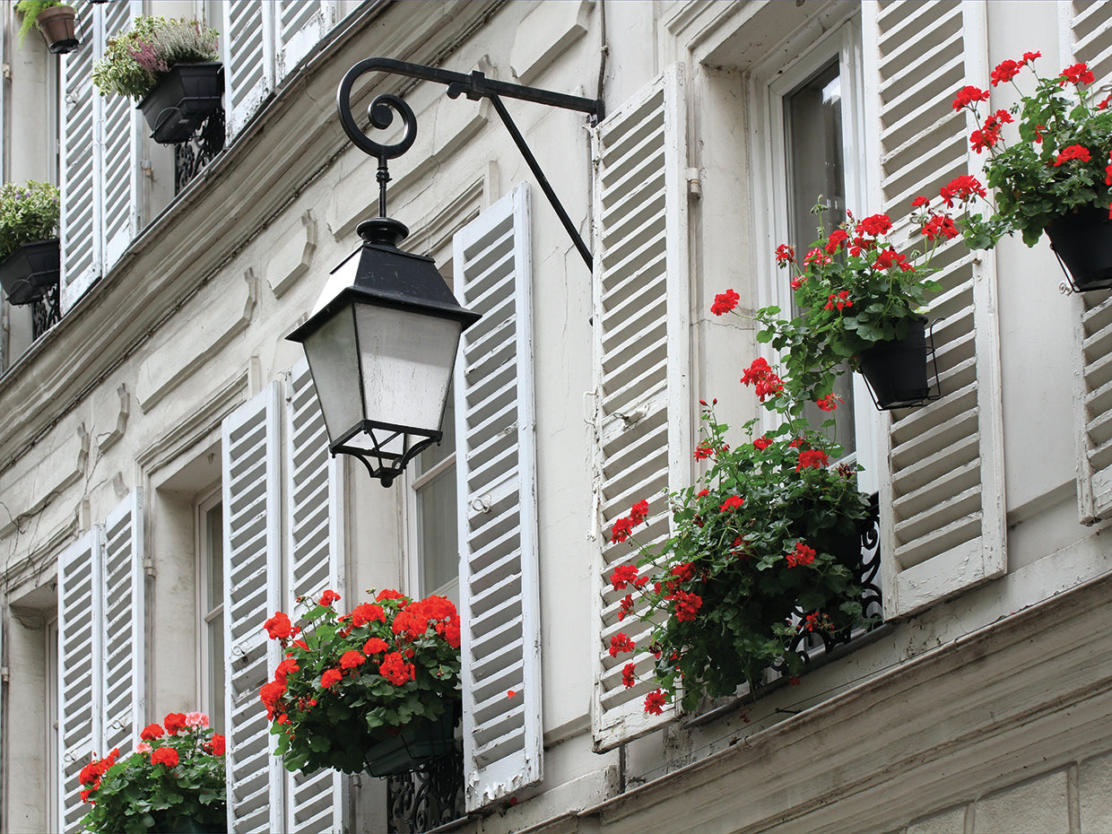Red Blooms White Shutters Paris