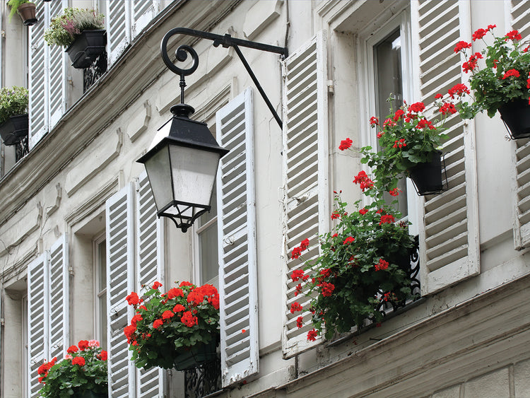 Arte de la lona de París de las persianas blancas de las floraciones rojas
