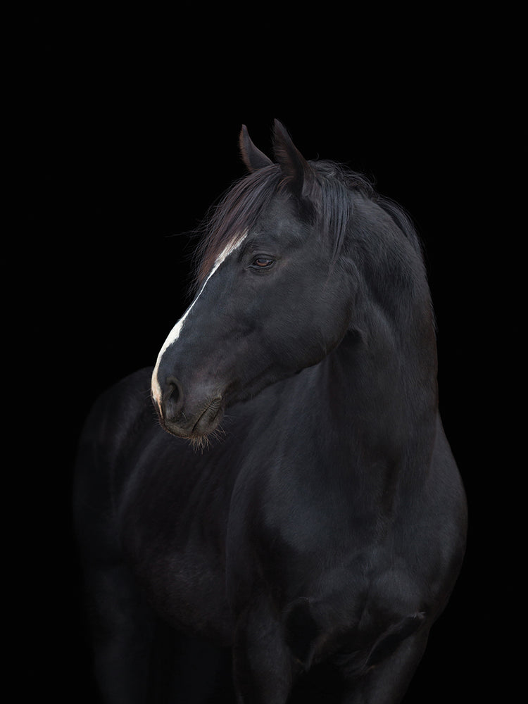 Deslumbrante arte en lienzo de Dark Horse