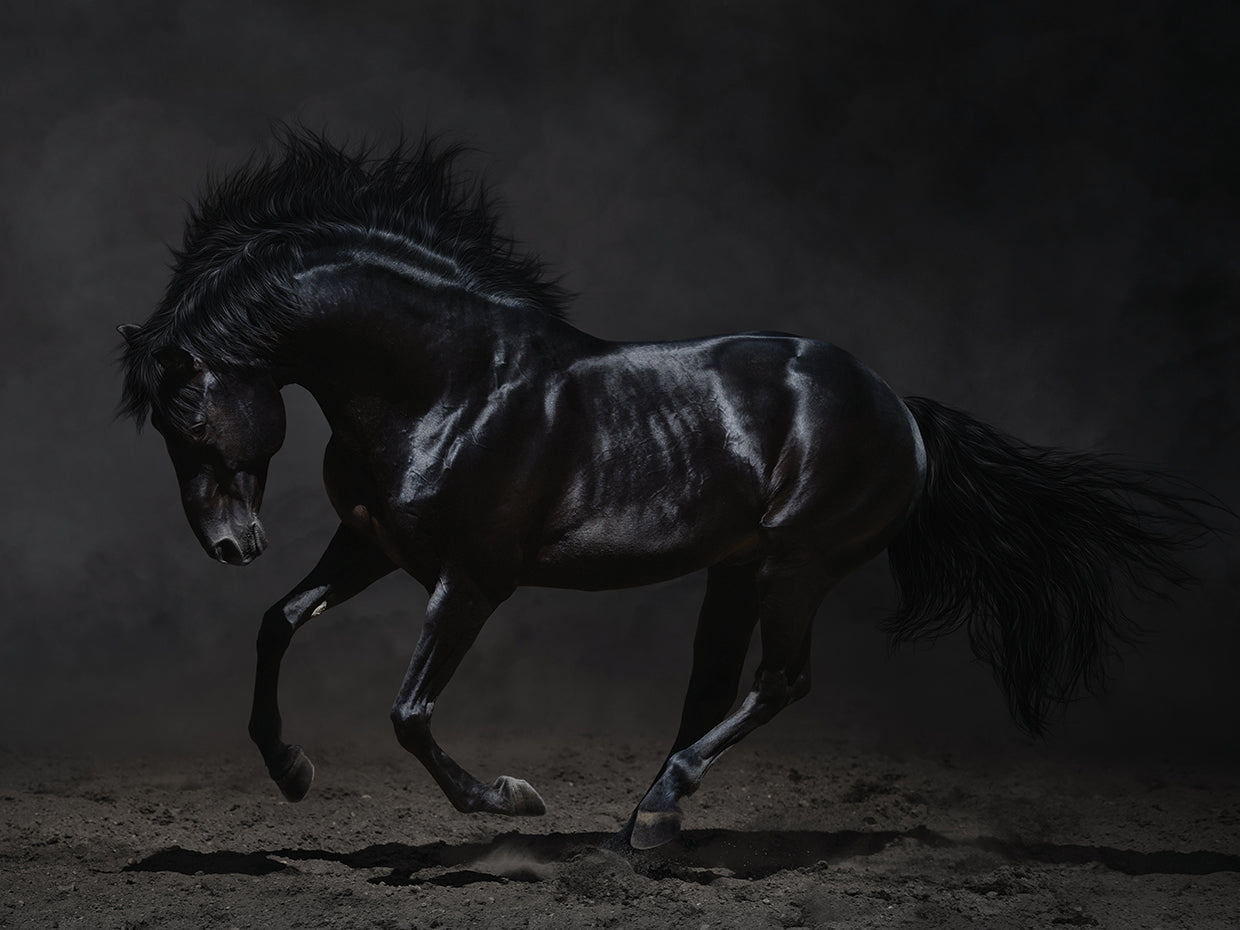 Galloping at Midnight Mare