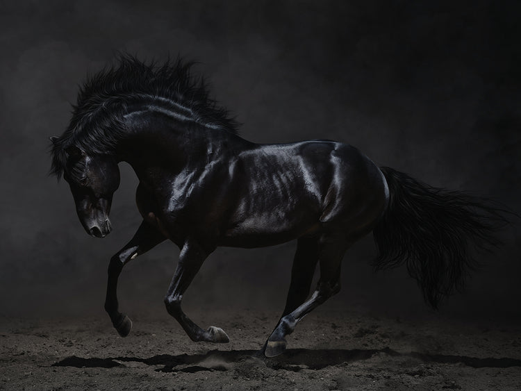 Galloping at Midnight Mare