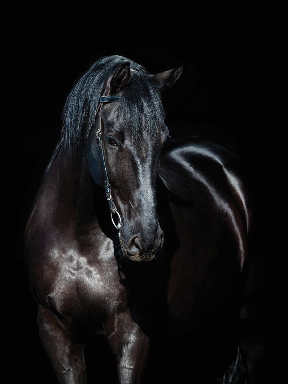 Black Satin Beauty Horse
