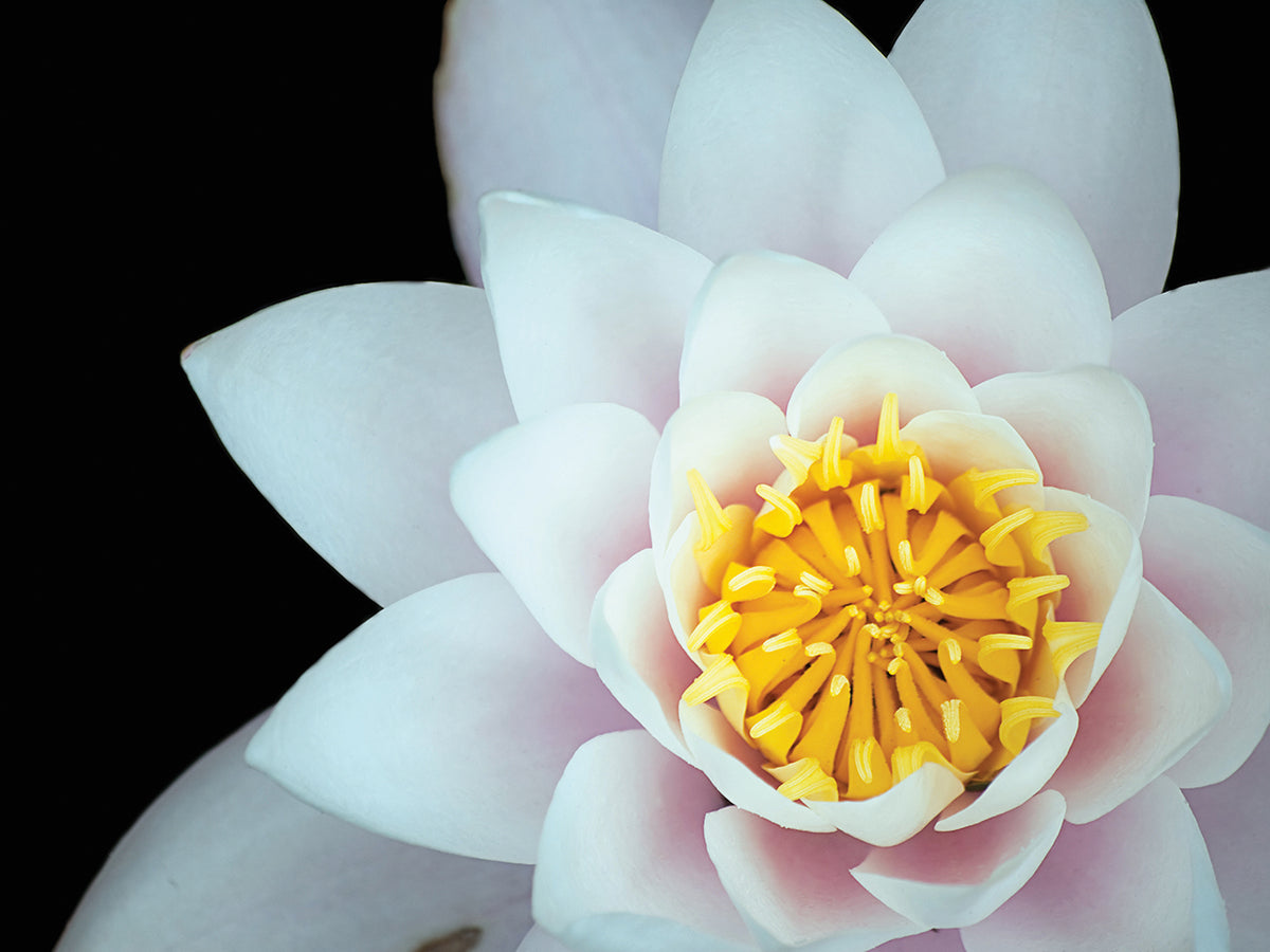 Languid Lotus Dark Pond