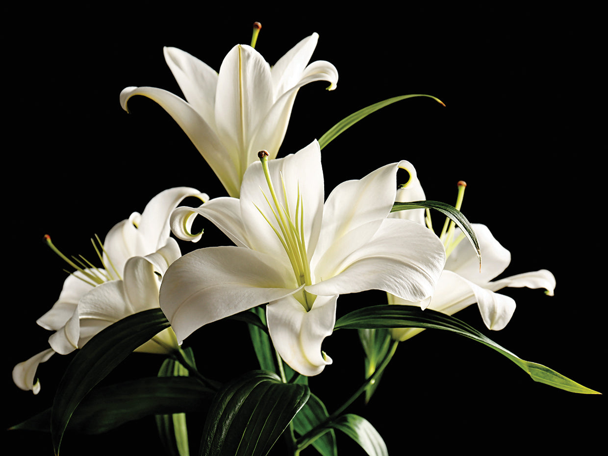 Midnight Silver Moon Lilies