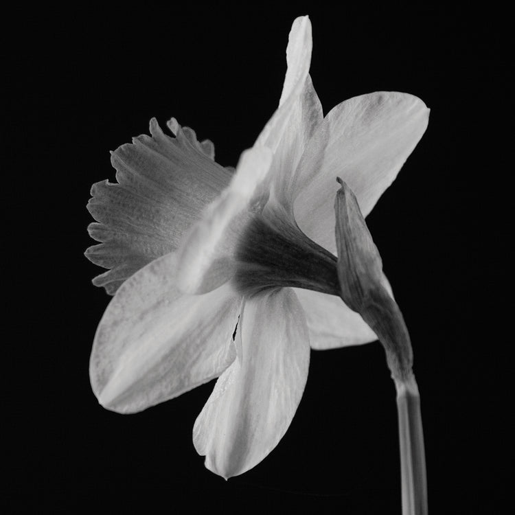 Darling en gris narciso arte de la lona